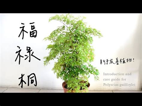 白雪福祿桐風水|福祿桐風水指南：招財旺運的植物風水秘訣 